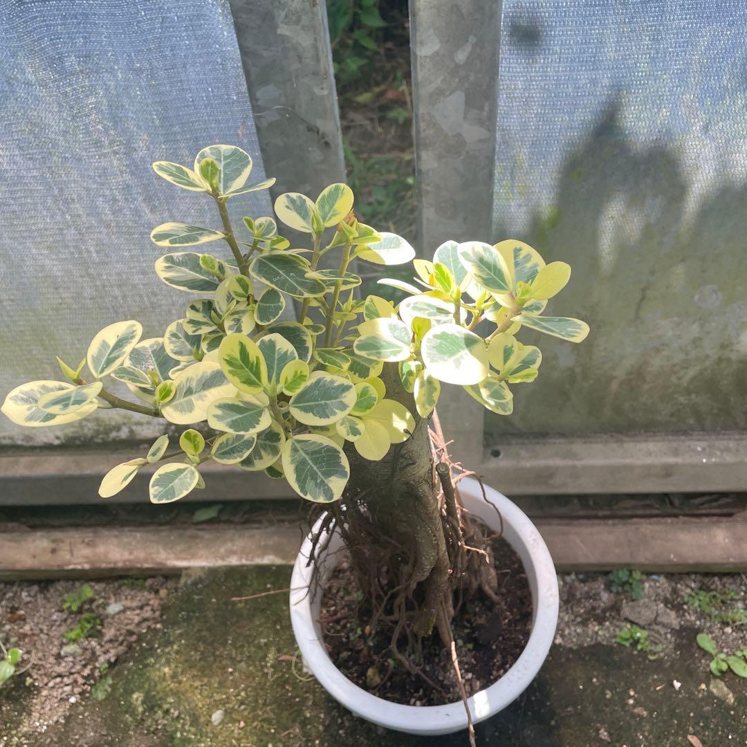 パンダガジュマル　斑入り　８号　リン鉢