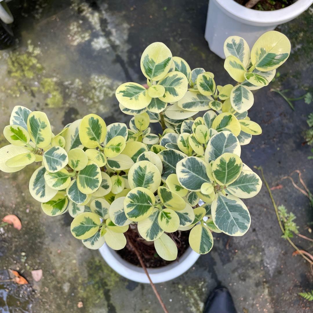 パンダガジュマル　斑入り　８号　リン鉢