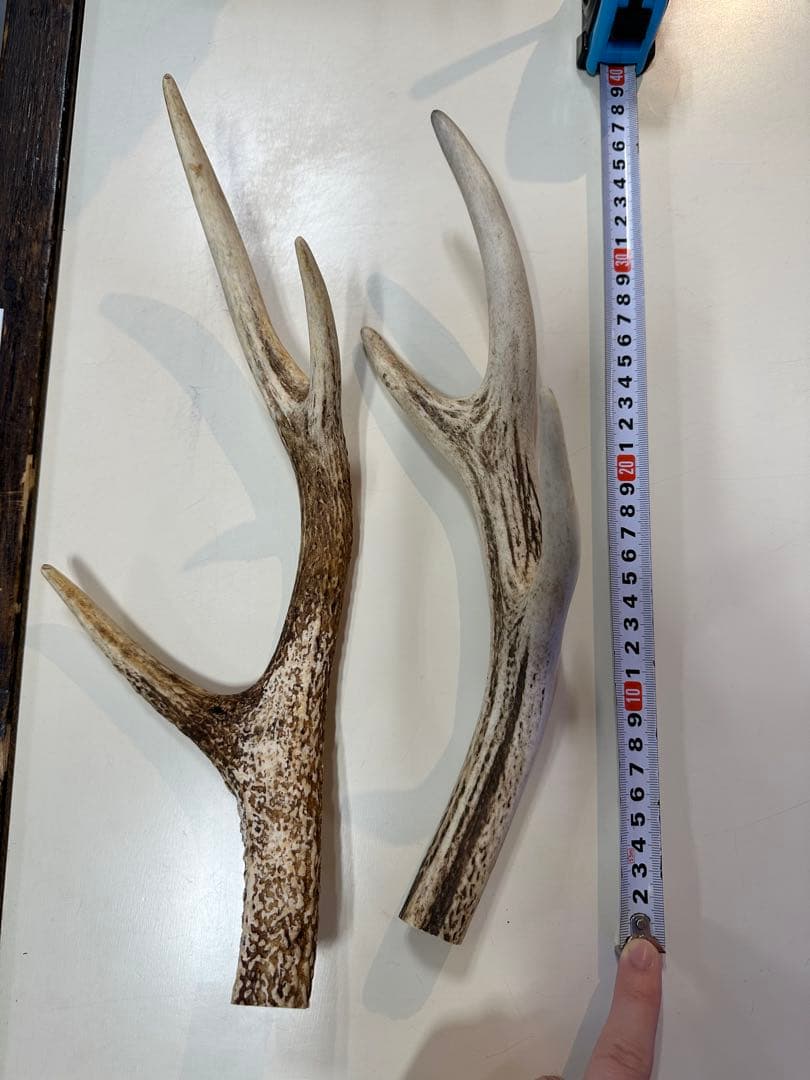 蝦夷鹿　2本