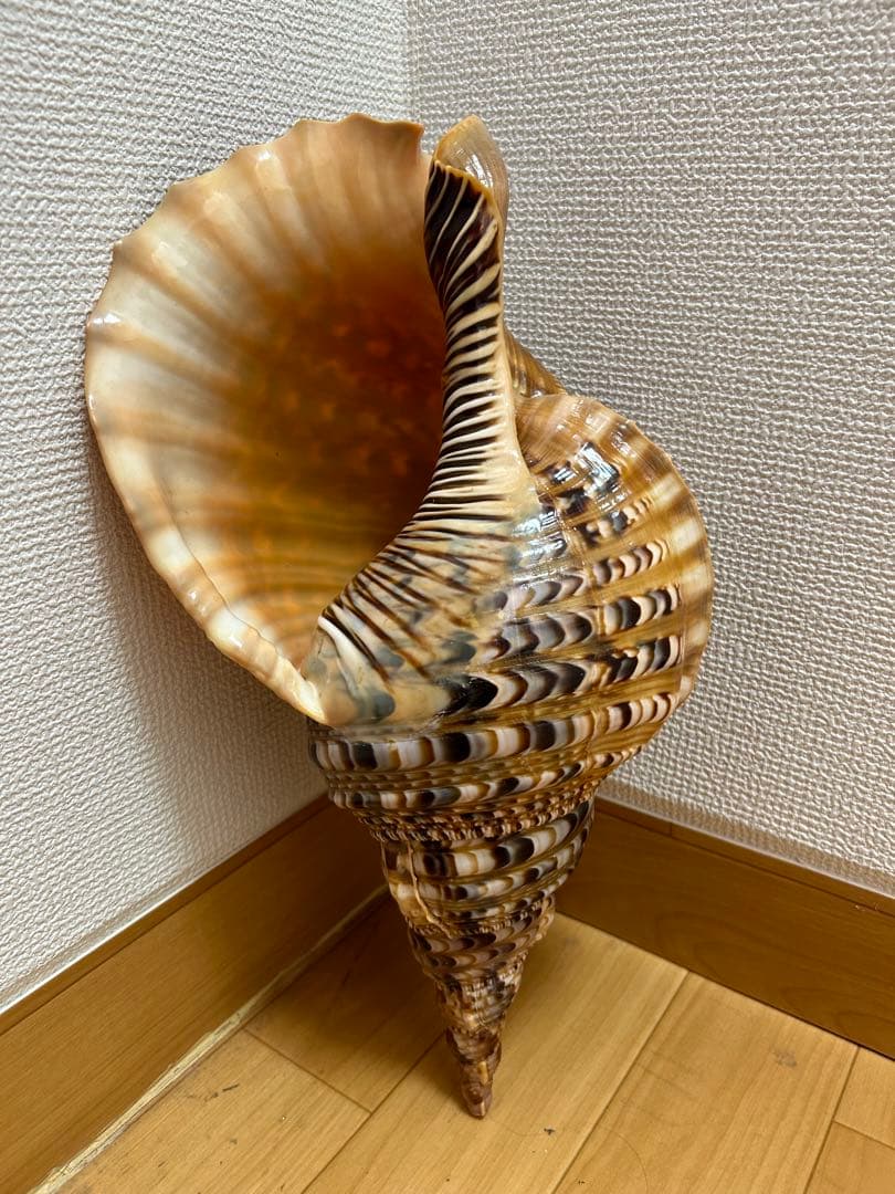 法螺貝　新鮮なホラ貝 色味や模様がとても美しい　37cm 865グラム