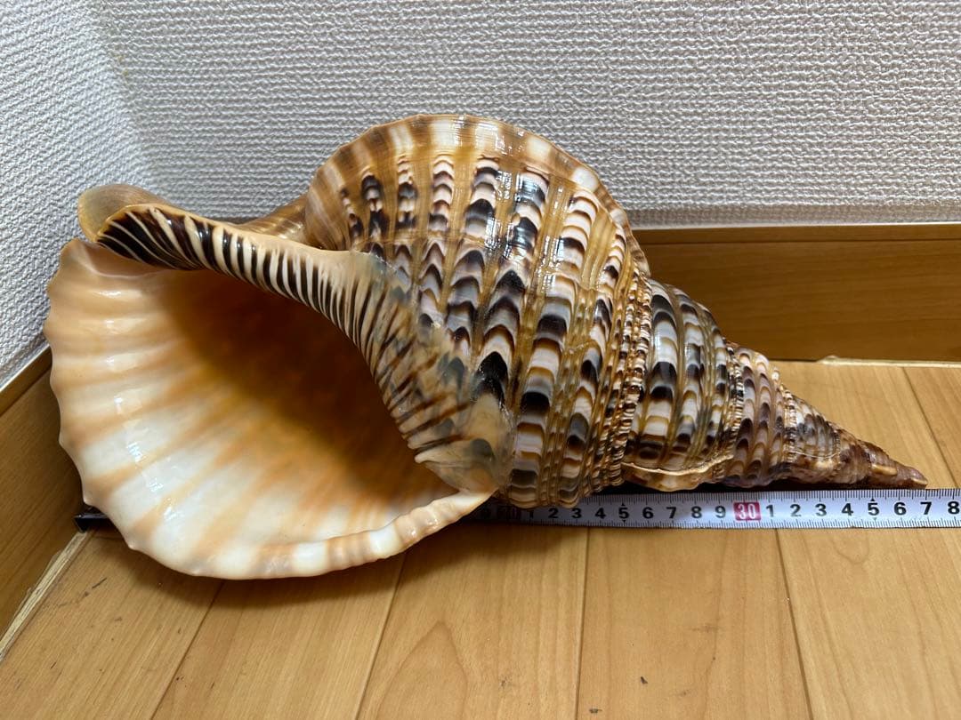 法螺貝　新鮮なホラ貝 色味や模様がとても美しい　37cm 865グラム