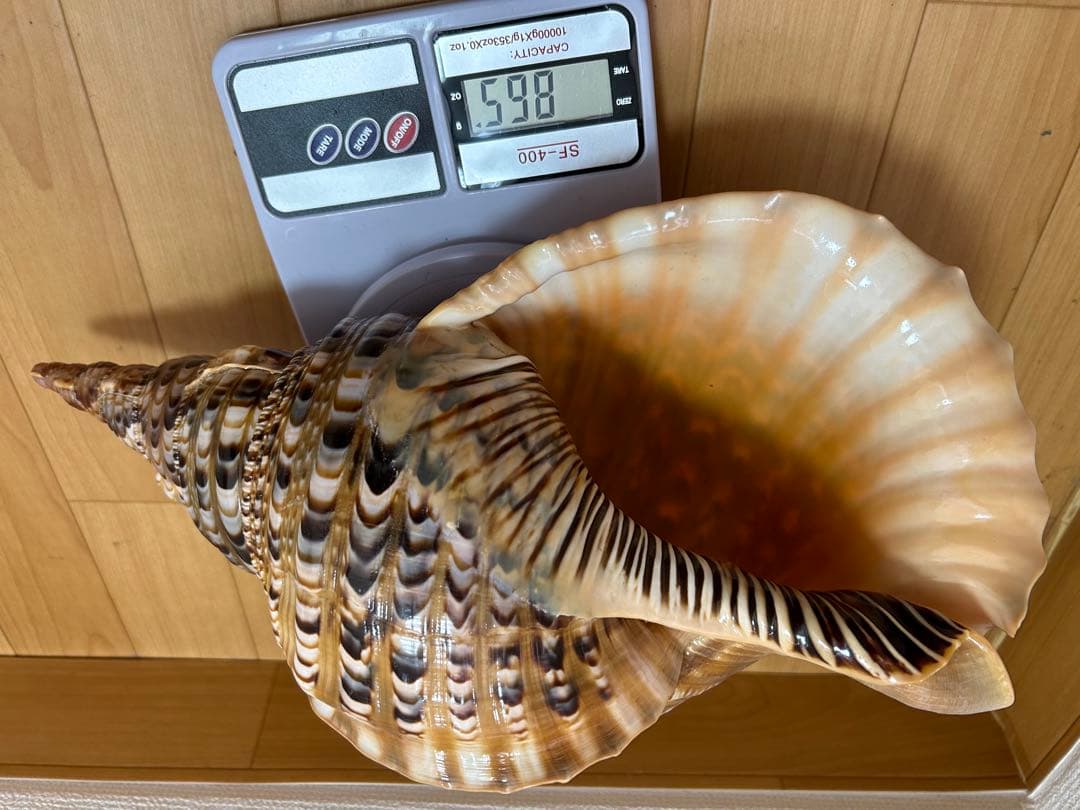 法螺貝　新鮮なホラ貝 色味や模様がとても美しい　37cm 865グラム