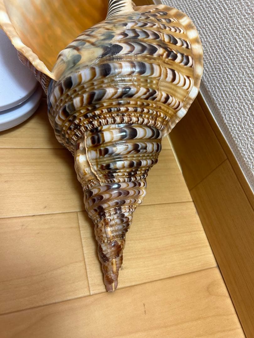 法螺貝　新鮮なホラ貝 色味や模様がとても美しい　37cm 865グラム
