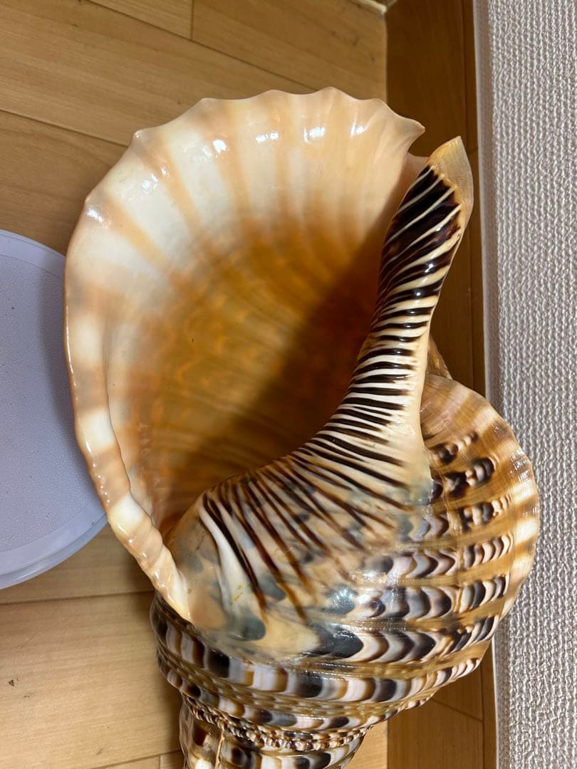 法螺貝　新鮮なホラ貝 色味や模様がとても美しい　37cm 865グラム