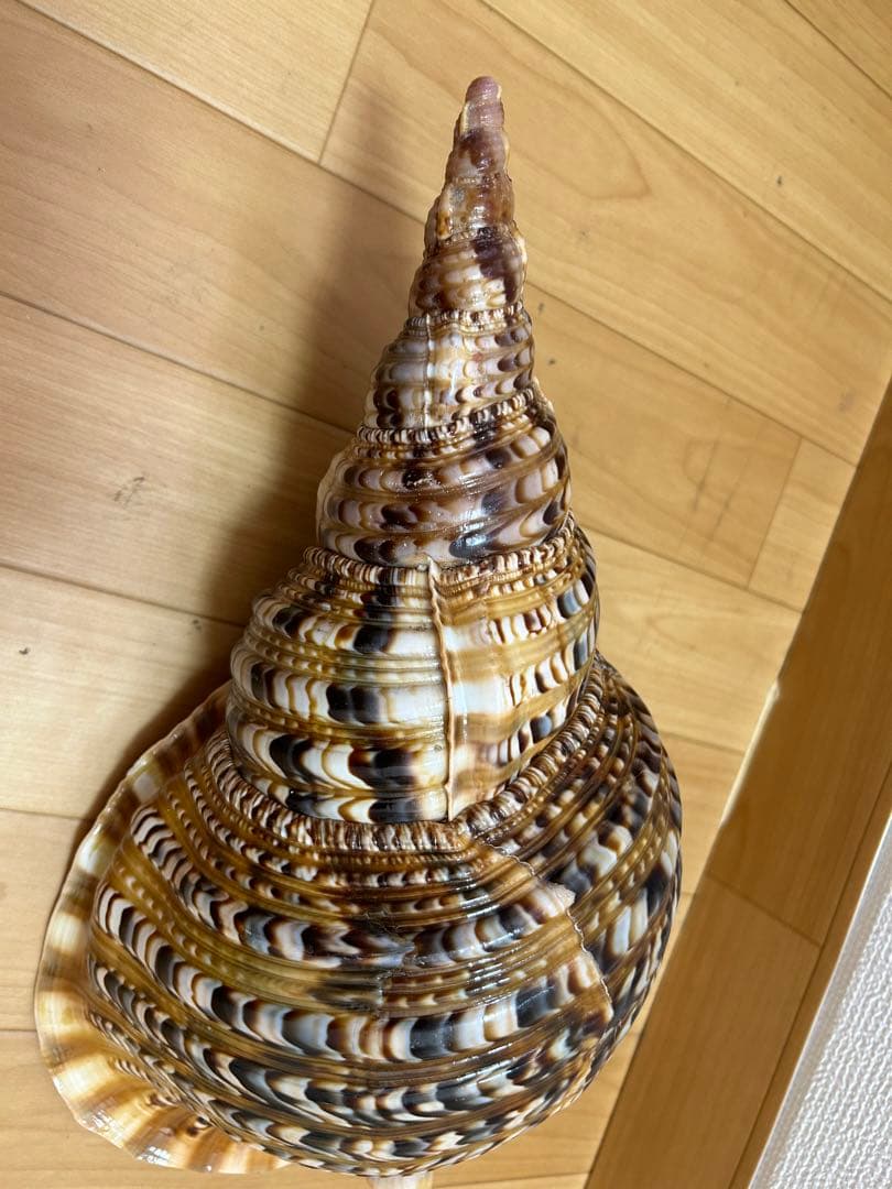 法螺貝　新鮮なホラ貝 色味や模様がとても美しい　37cm 865グラム
