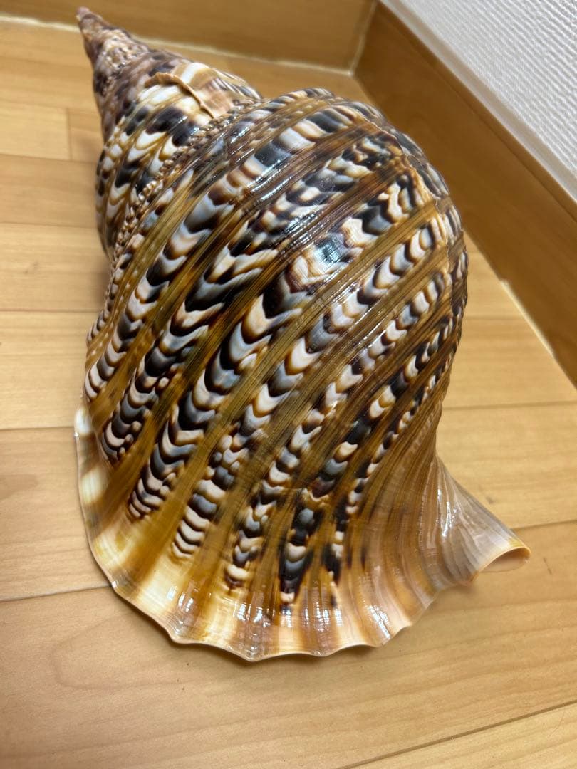 法螺貝　新鮮なホラ貝 色味や模様がとても美しい　37cm 865グラム