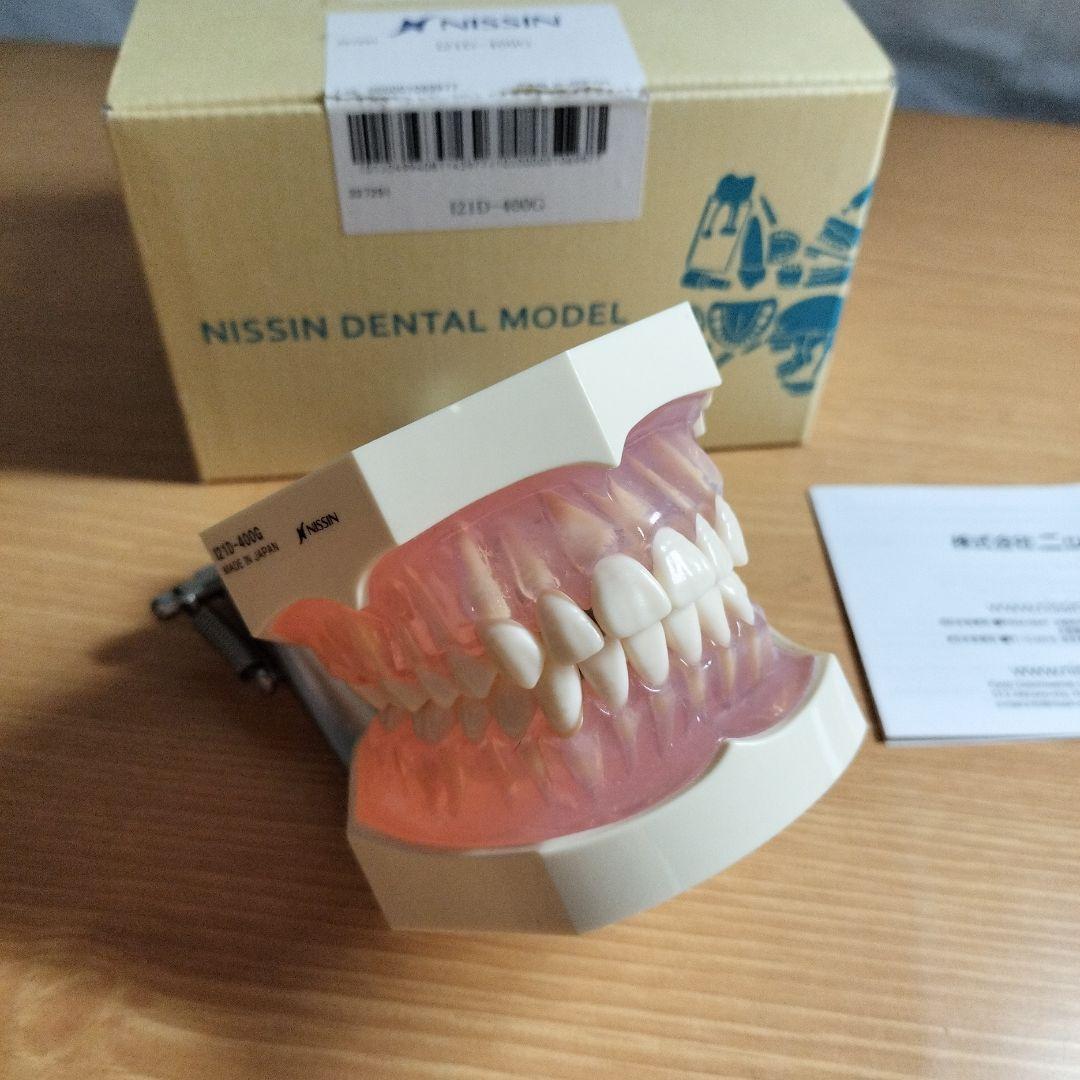 v*w様 NISSIN ニッシン デンタルモデル 顎模型 i21d-400g