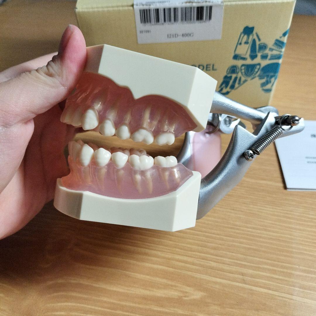 v*w様 NISSIN ニッシン デンタルモデル 顎模型 i21d-400g