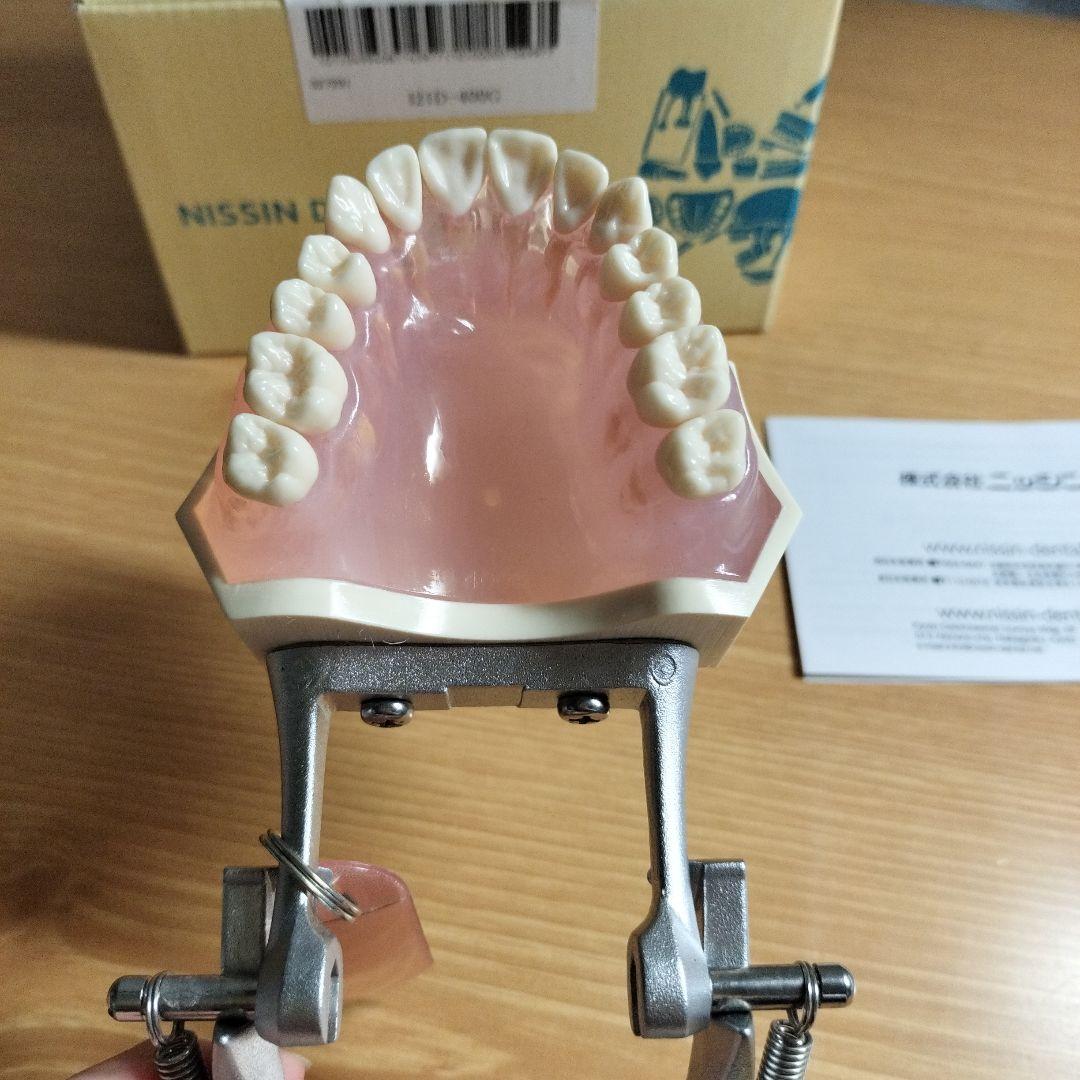 v*w様 NISSIN ニッシン デンタルモデル 顎模型 i21d-400g