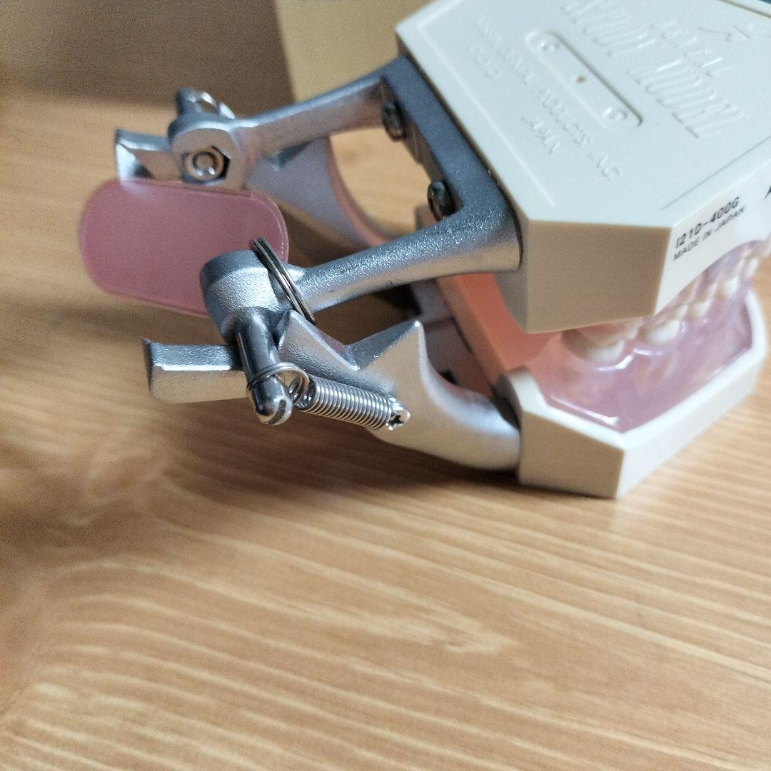 v*w様 NISSIN ニッシン デンタルモデル 顎模型 i21d-400g