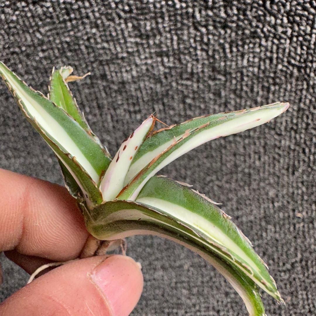 2171アガベ チタノタ 丸叶氷山錦 白中斑 極上中小株 5株セット - メルカリ