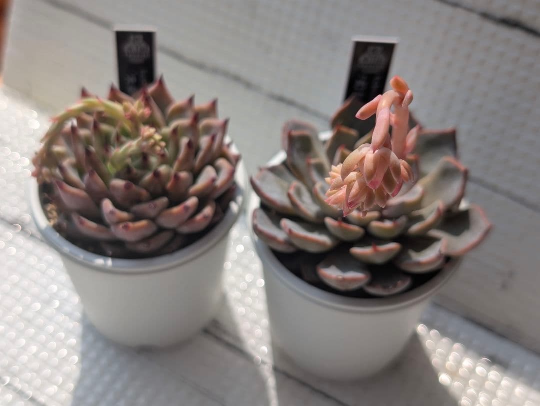 優木園さん 黒札セット2 【先姫】 【幻乱燈花】花芽付き 札付き