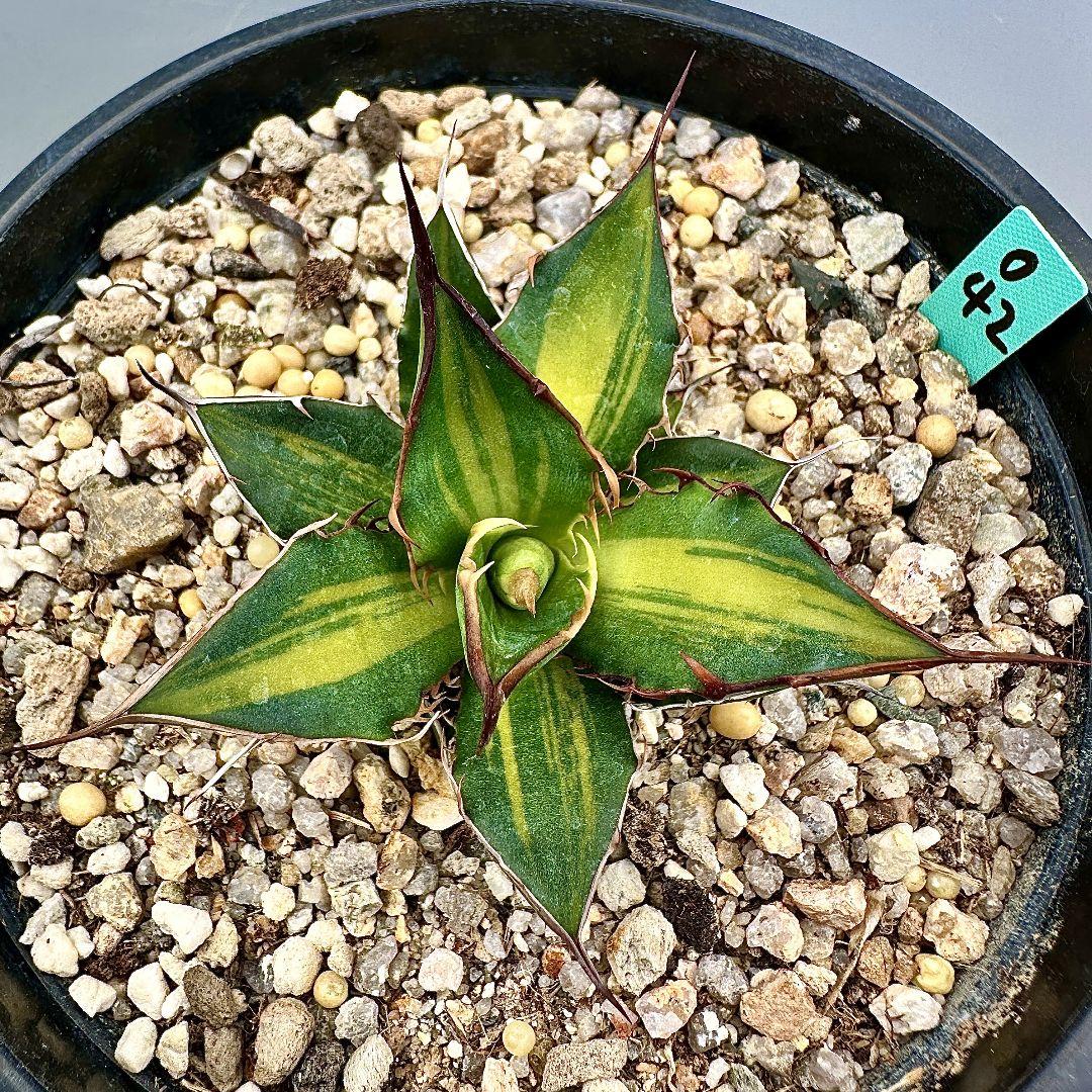 O42 超特選 アガベ　ホリダ horrida 黄中斑 超希少錦 鮮明錦 極上株