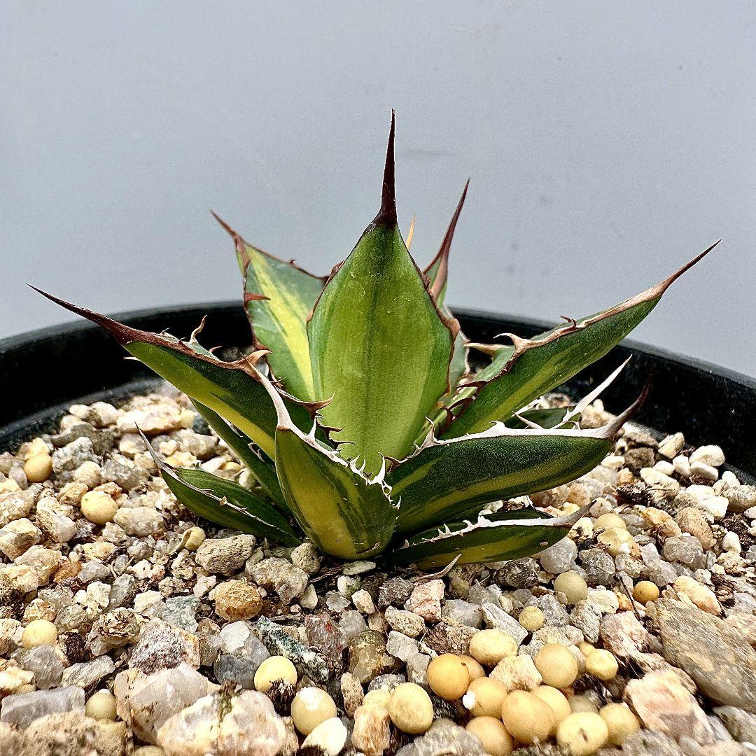 O42 超特選 アガベ　ホリダ horrida 黄中斑 超希少錦 鮮明錦 極上株