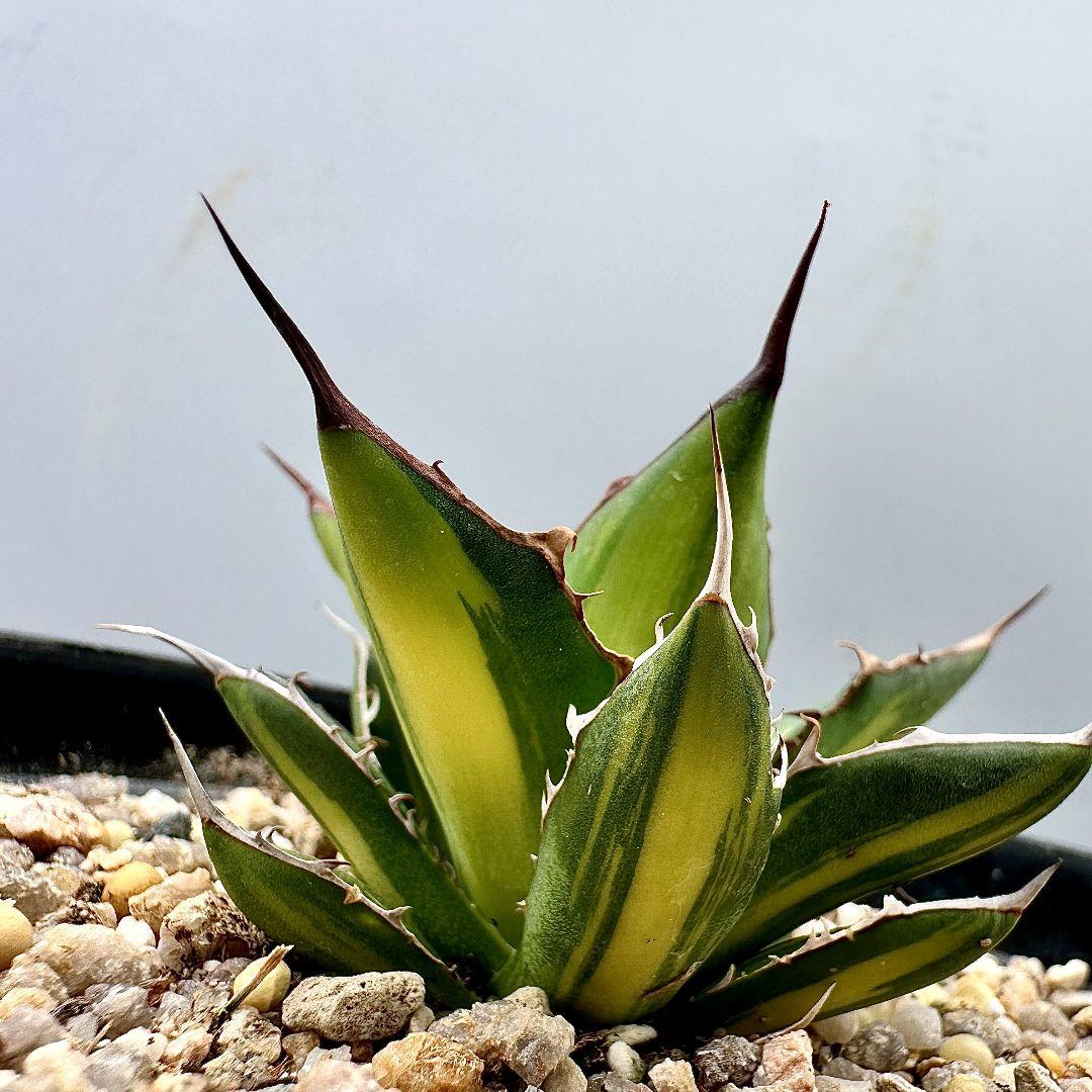 O42 超特選 アガベ　ホリダ horrida 黄中斑 超希少錦 鮮明錦 極上株