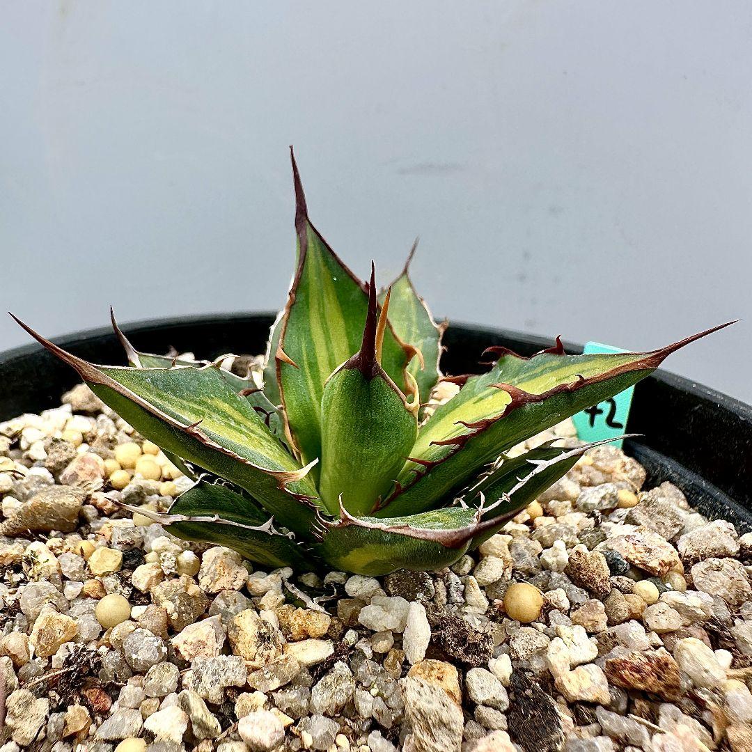 O42 超特選 アガベ　ホリダ horrida 黄中斑 超希少錦 鮮明錦 極上株