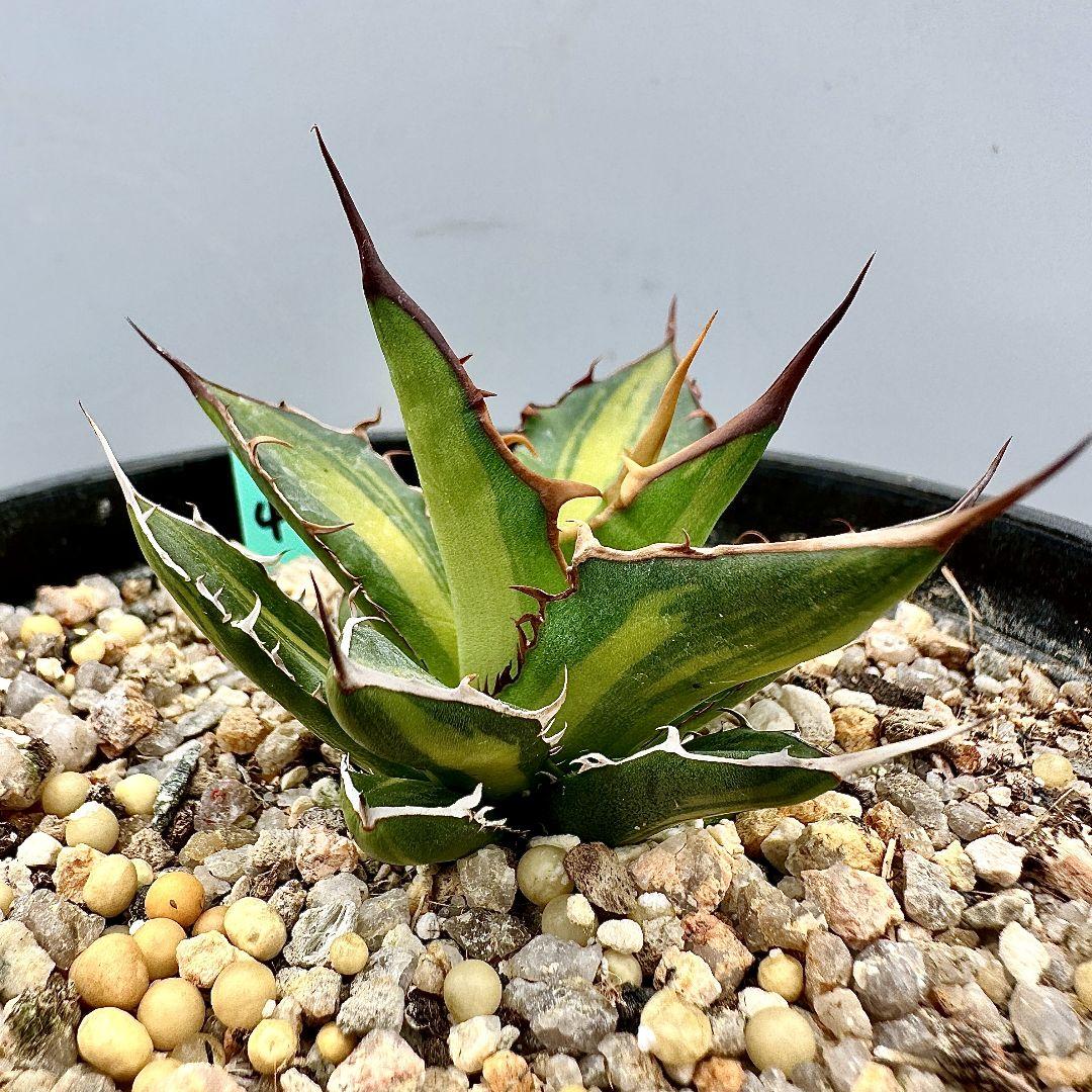 O42 超特選 アガベ　ホリダ horrida 黄中斑 超希少錦 鮮明錦 極上株