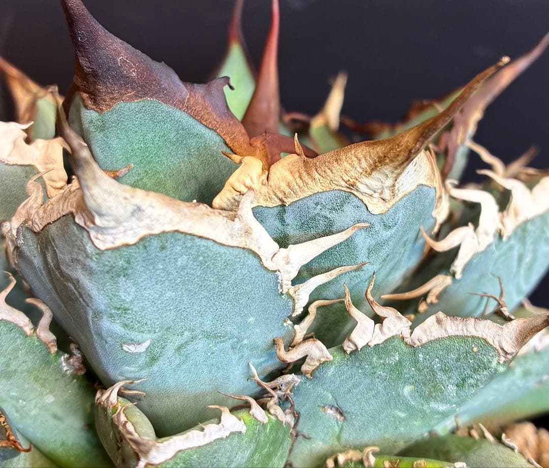 あ*ん様 アガベ オアハカオテロイ現地実生株の仔株/検悪魔くんスーパーチタノタレ