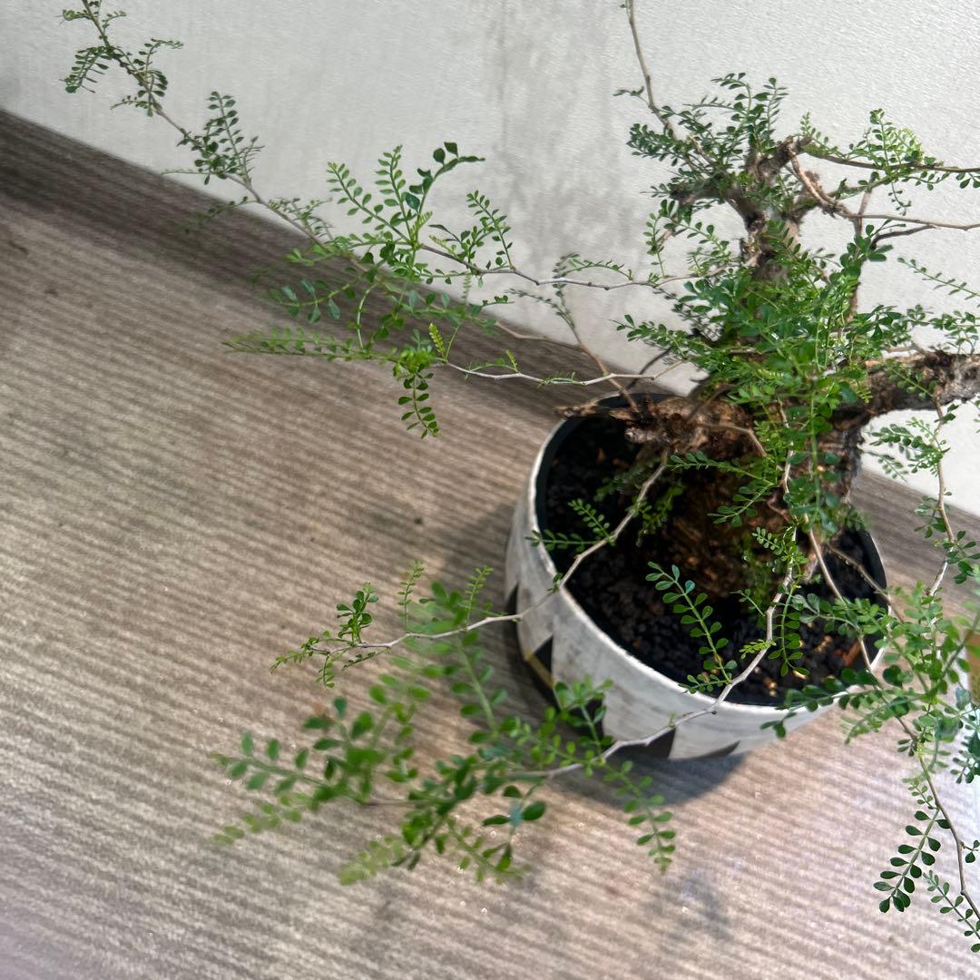 む*ぎ様 塊根植物 パキプス