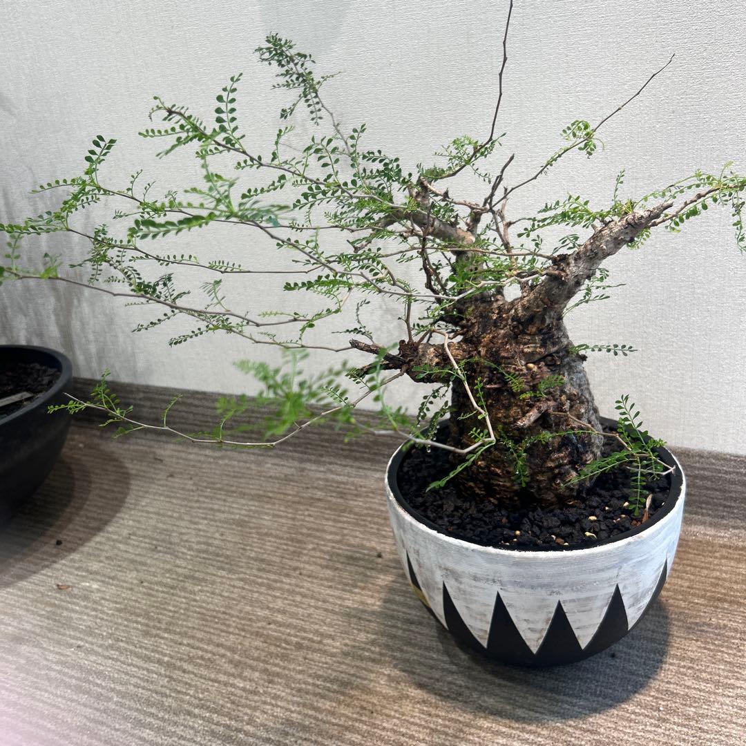 む*ぎ様 塊根植物 パキプス