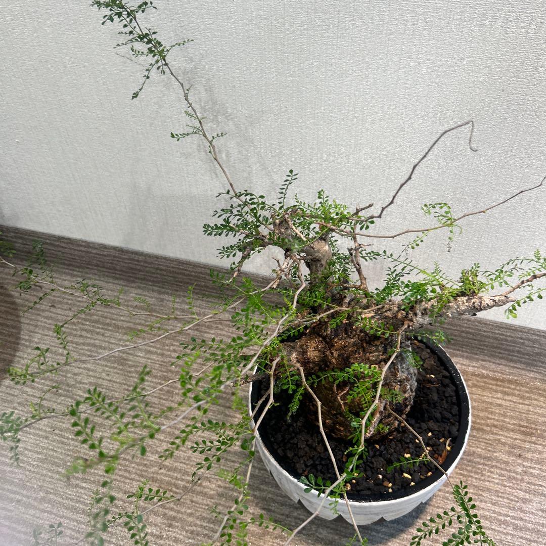 む*ぎ様 塊根植物 パキプス