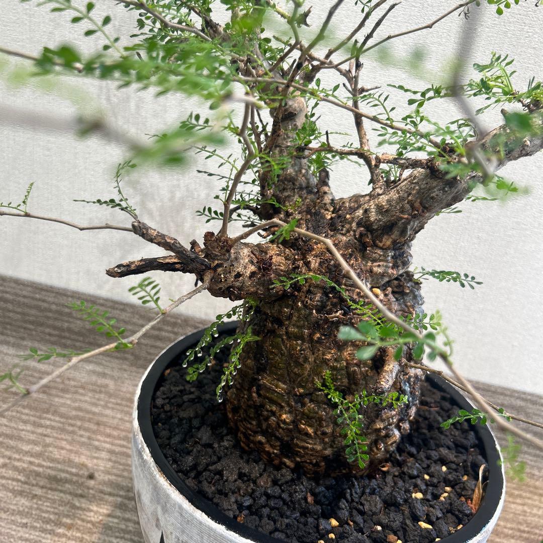 む*ぎ様 塊根植物 パキプス