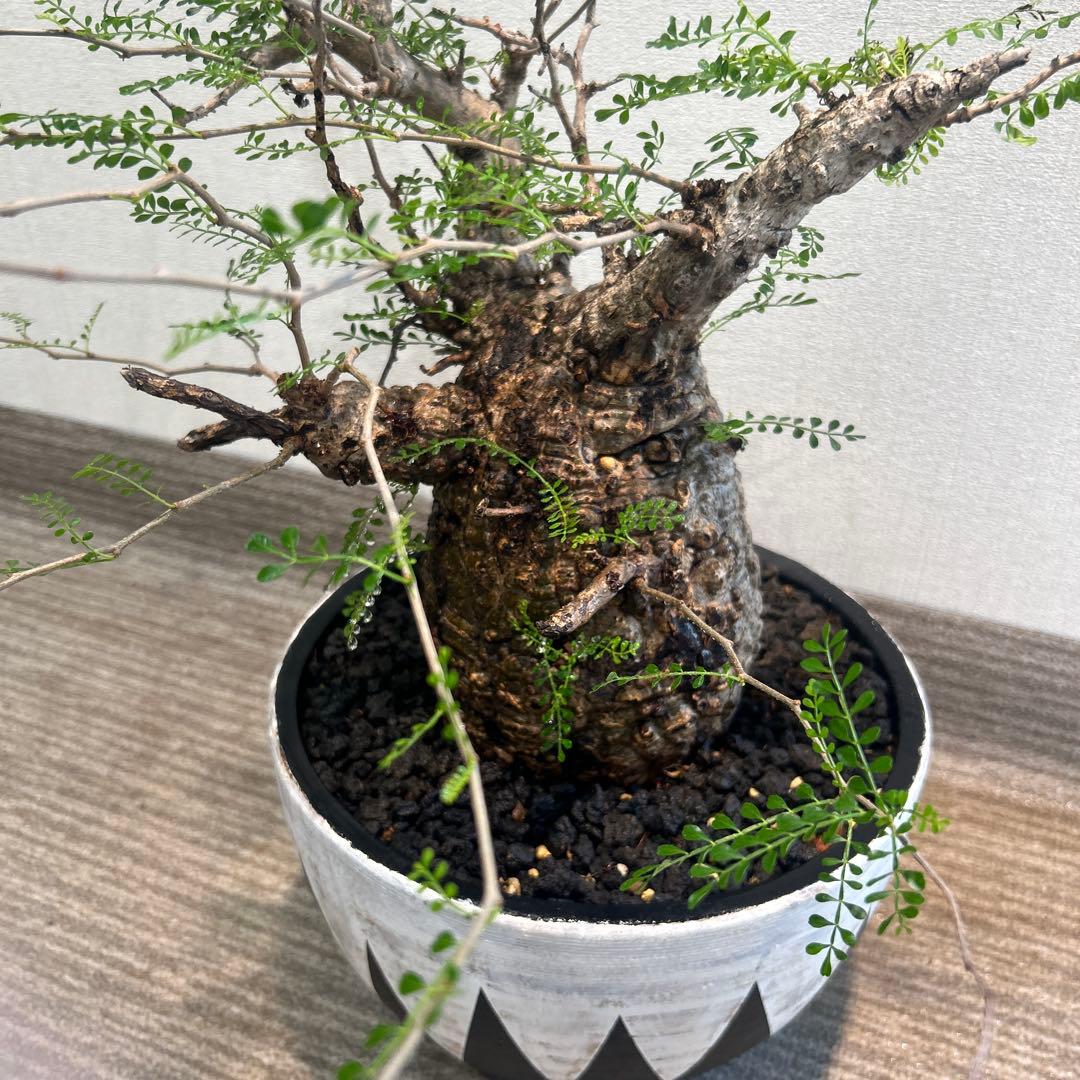 む*ぎ様 塊根植物 パキプス