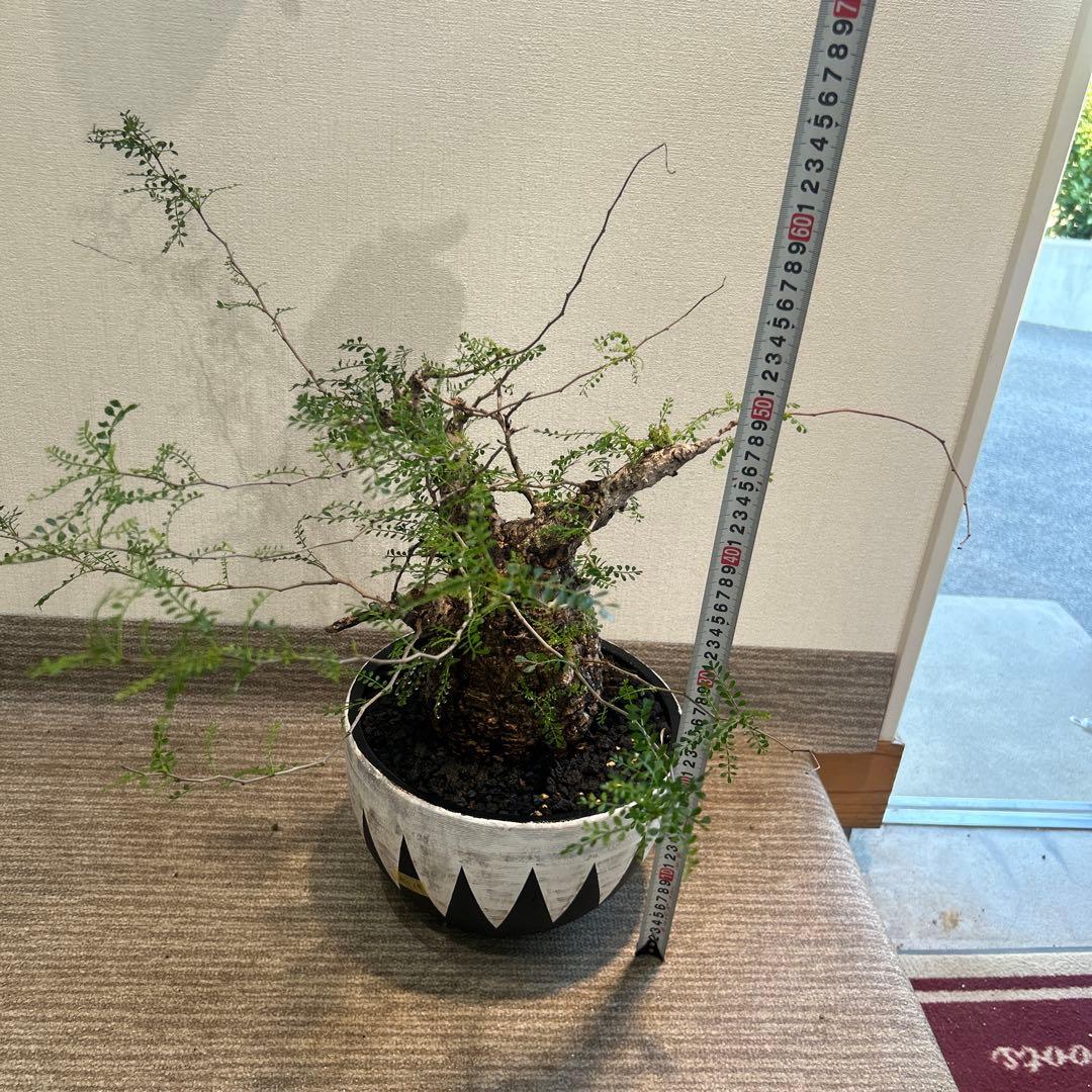 む*ぎ様 塊根植物 パキプス