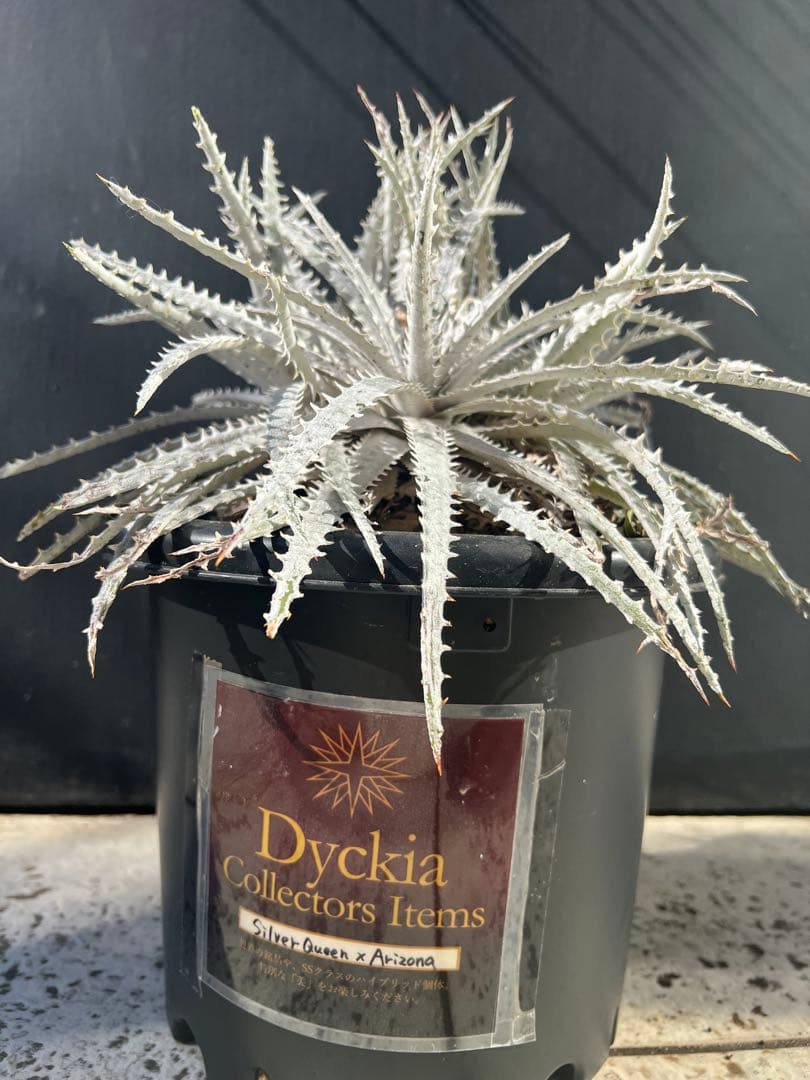 ディッキア　シルバークウィーン　アリゾナ4頭