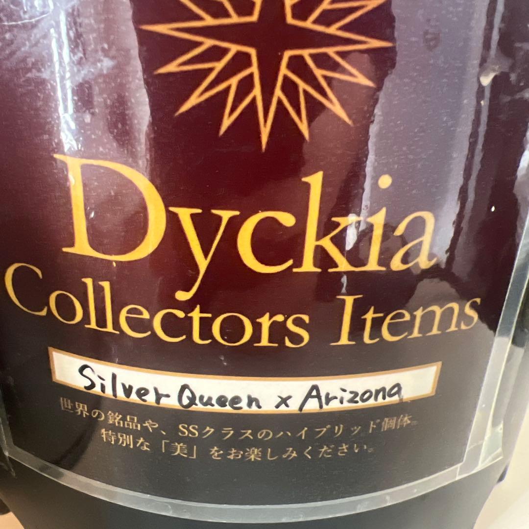 ディッキア　シルバークウィーン　アリゾナ4頭