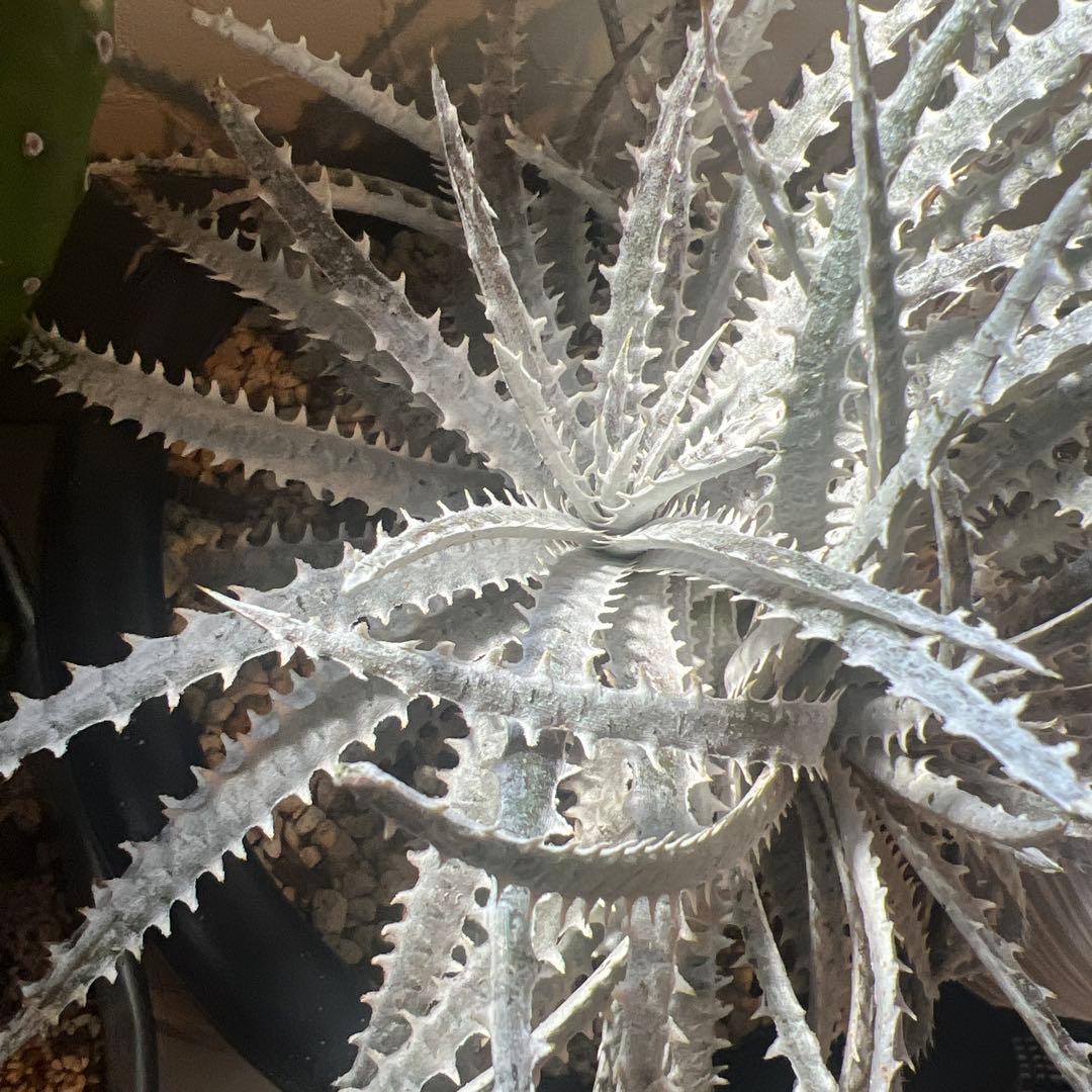 ディッキア　シルバークウィーン　アリゾナ4頭