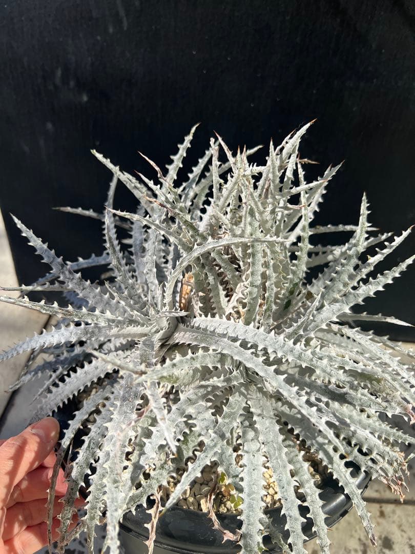 ディッキア　シルバークウィーン　アリゾナ4頭