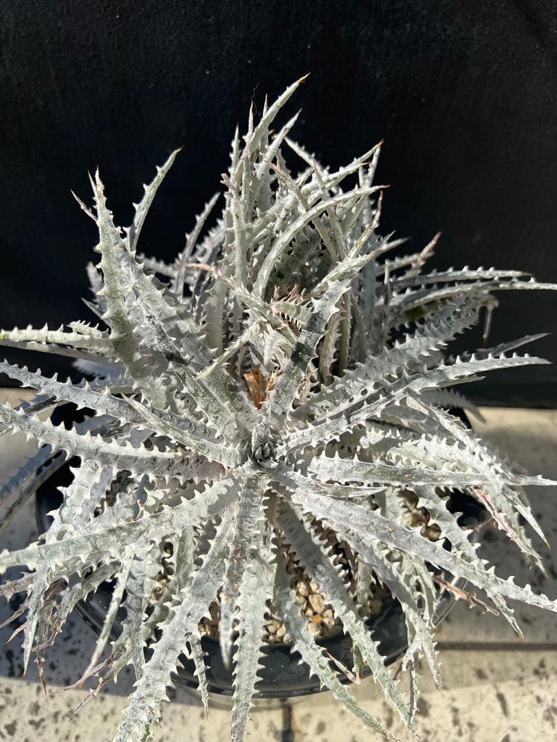 ディッキア　シルバークウィーン　アリゾナ4頭