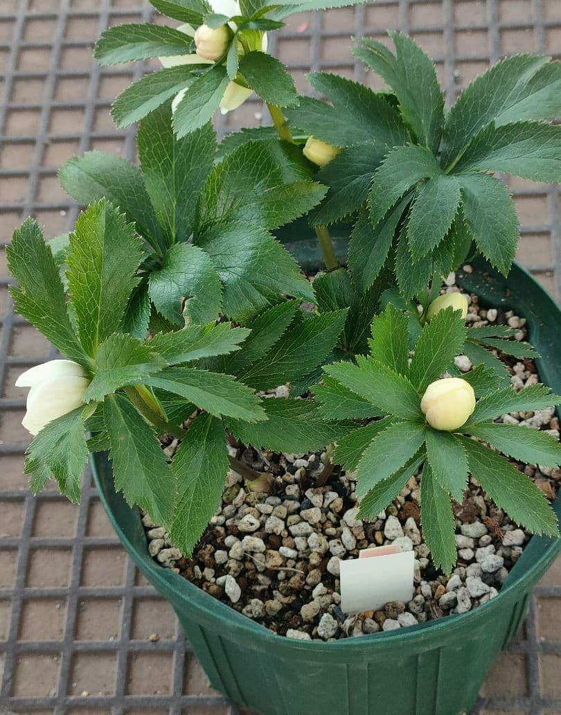 クリスマスローズ　充実株