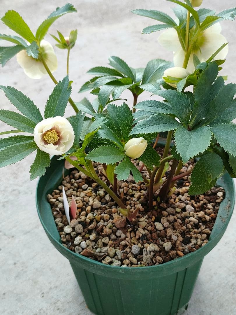 クリスマスローズ　充実株