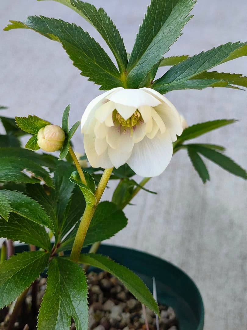 クリスマスローズ　充実株