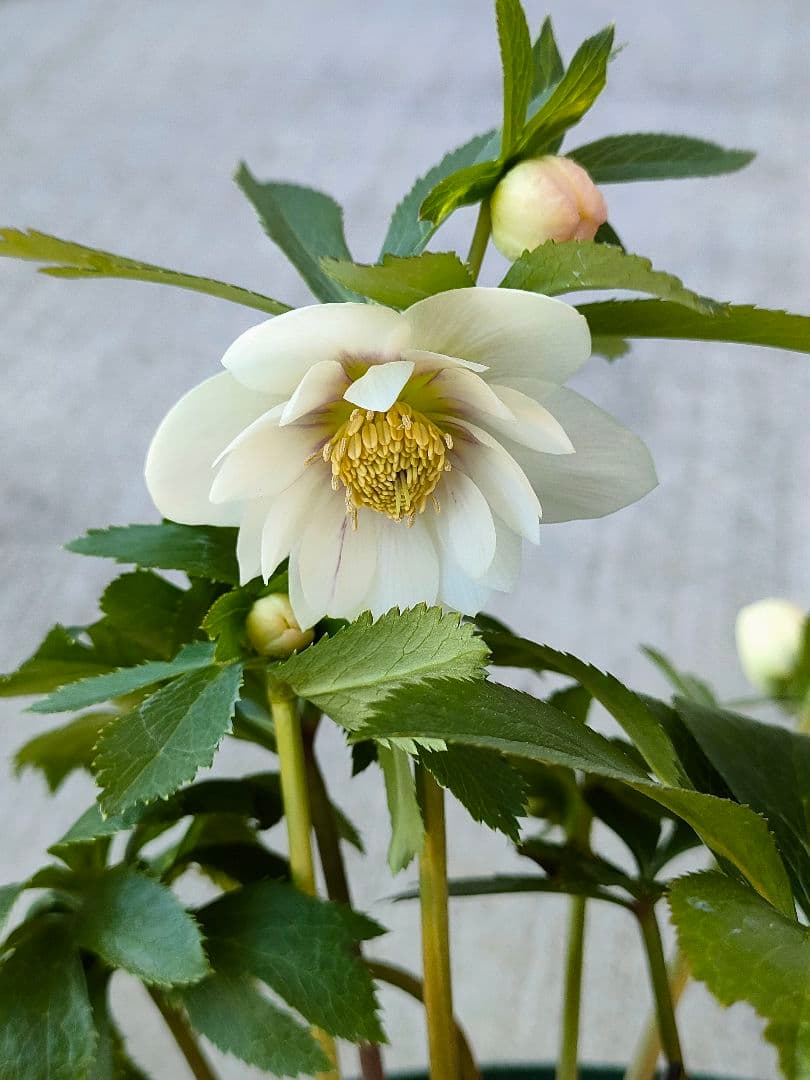 クリスマスローズ　充実株