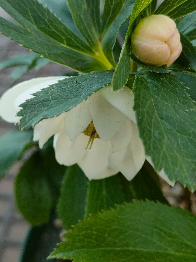 クリスマスローズ　充実株