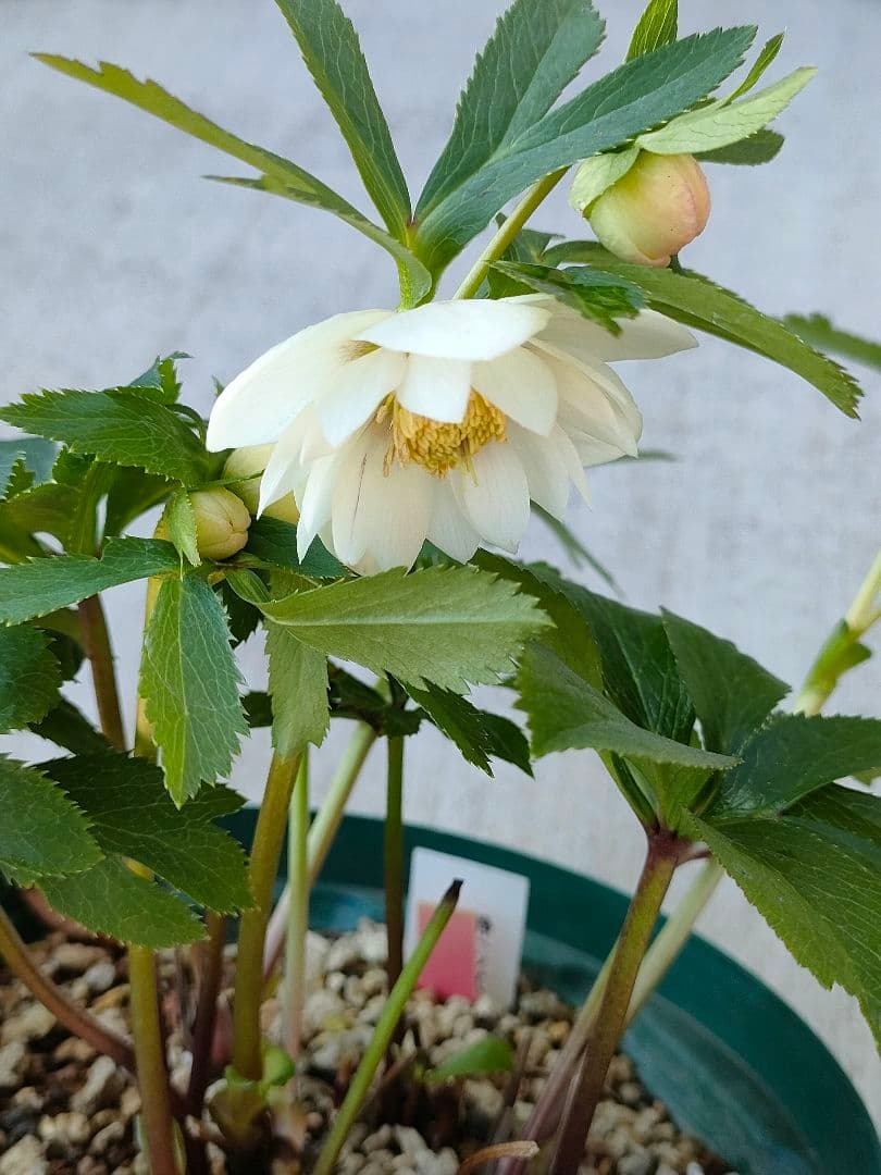 クリスマスローズ　充実株