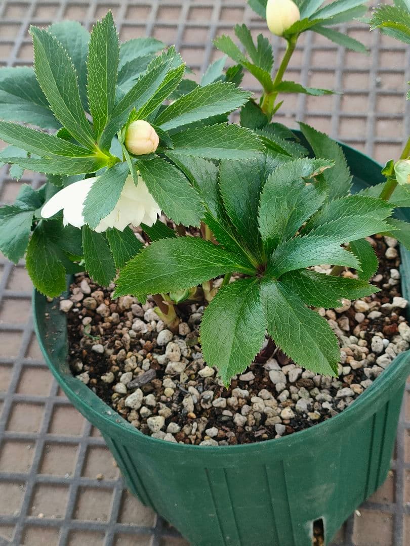 クリスマスローズ　充実株