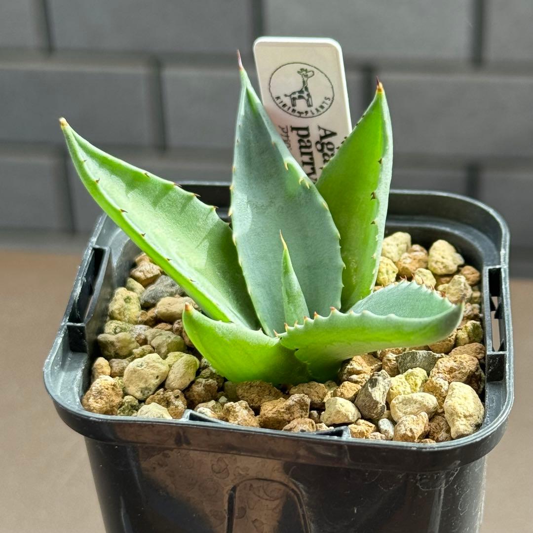 抜き苗1】アガベ パリー x フレキシスピナ - メルカリ