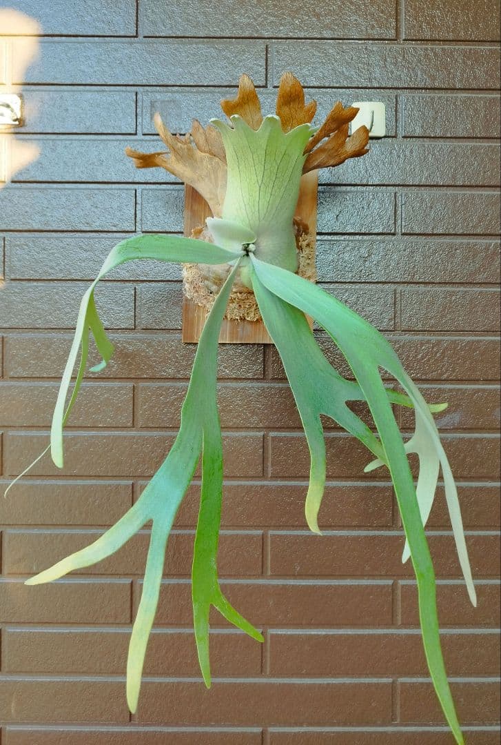 Ｗillinckii Bali ウィリンキーバリ ビカクシダ