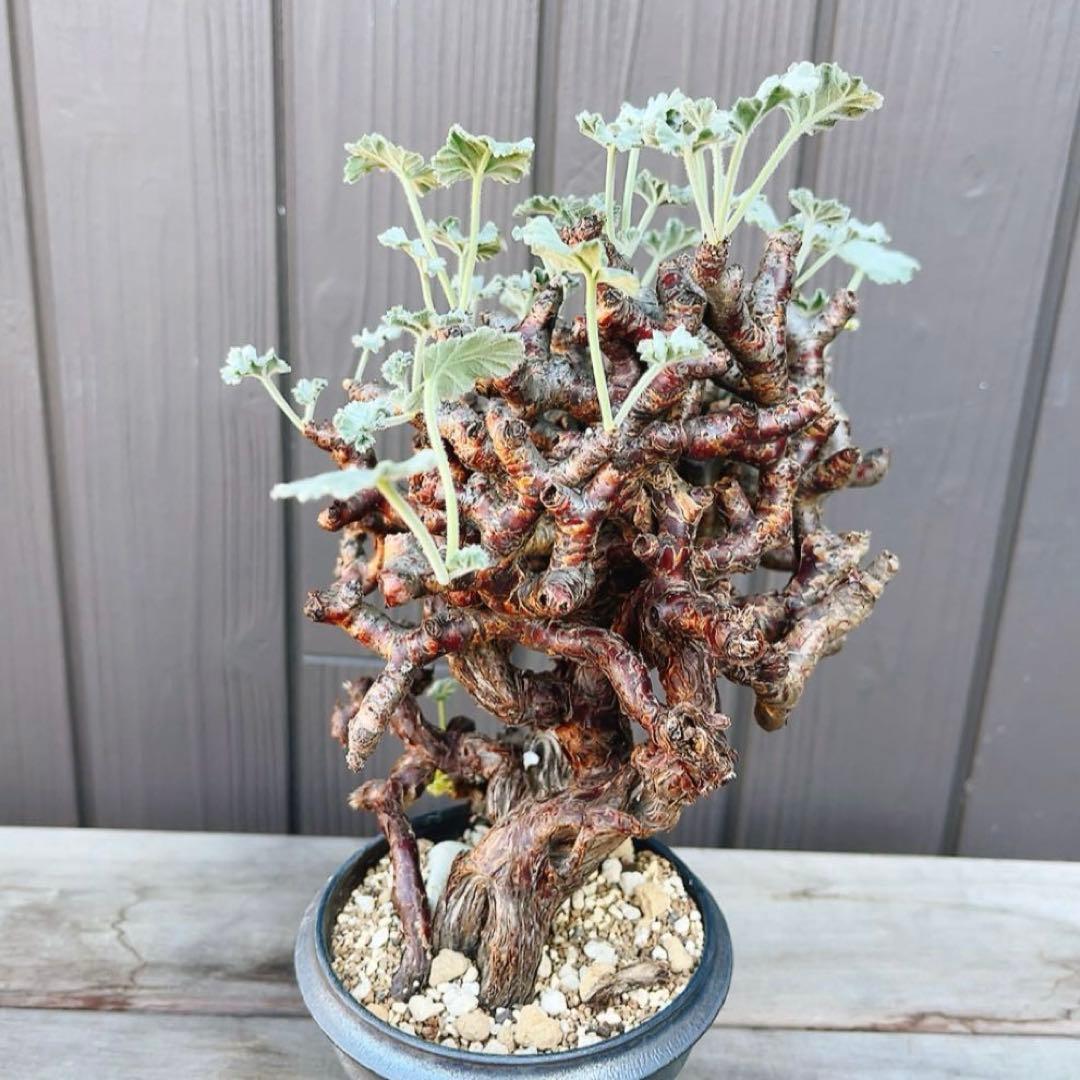 《期間限定販売❗️》『ペラルゴニウム　ミラビレ』　極美大株　現地球　発根済