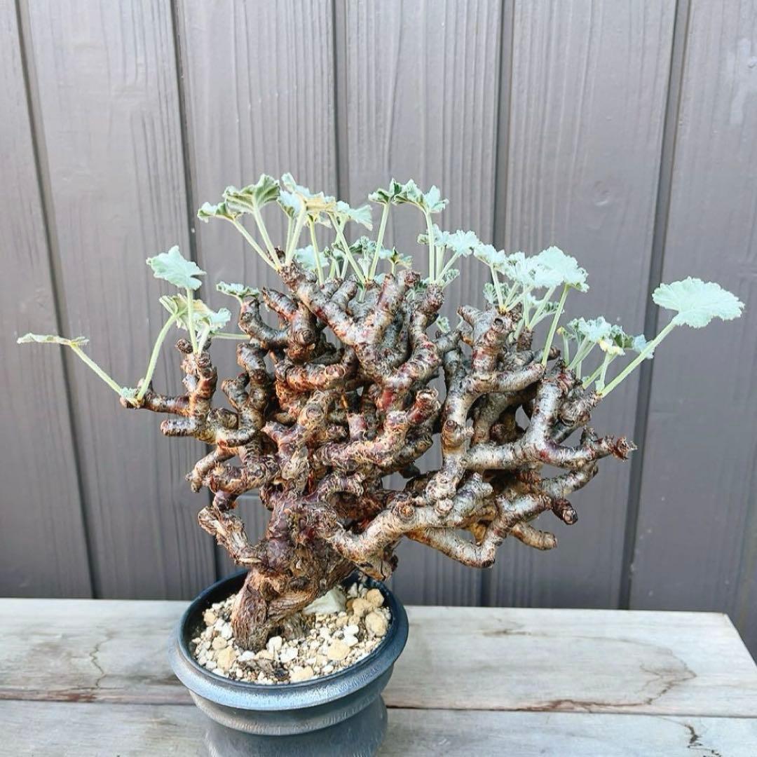 《期間限定販売❗️》『ペラルゴニウム　ミラビレ』　極美大株　現地球　発根済