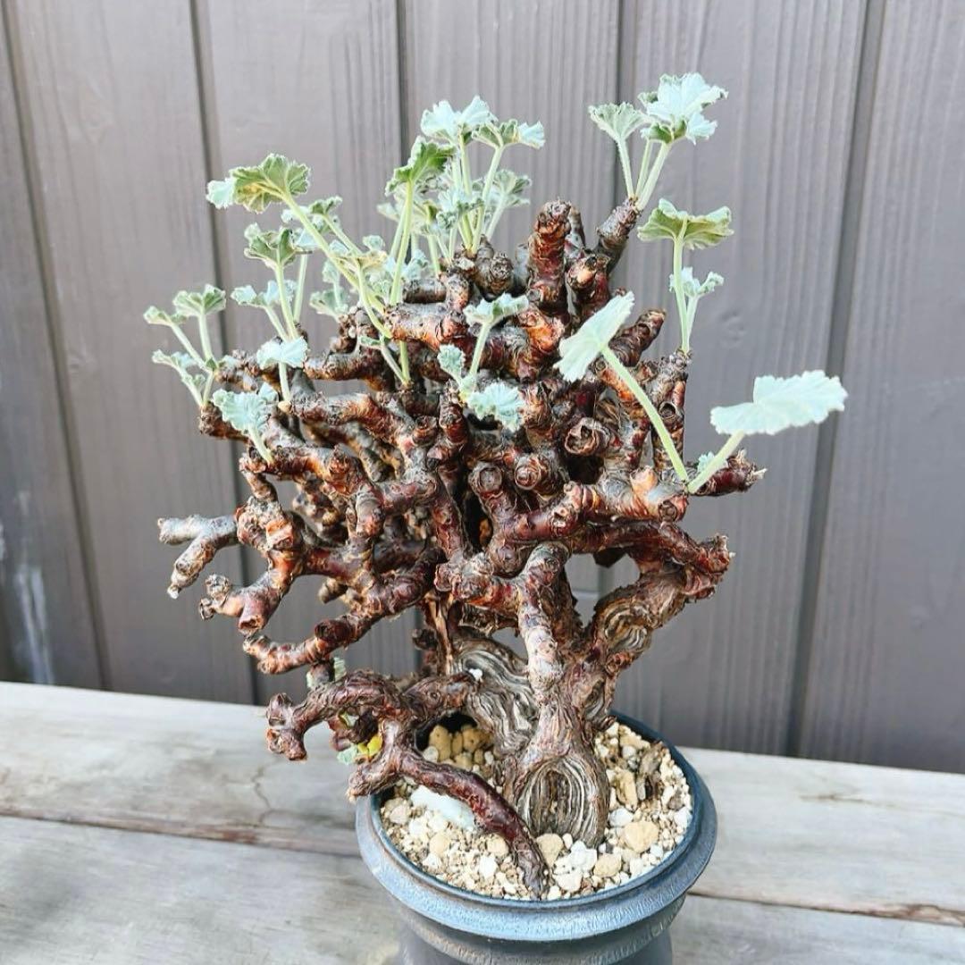 《期間限定販売❗️》『ペラルゴニウム　ミラビレ』　極美大株　現地球　発根済