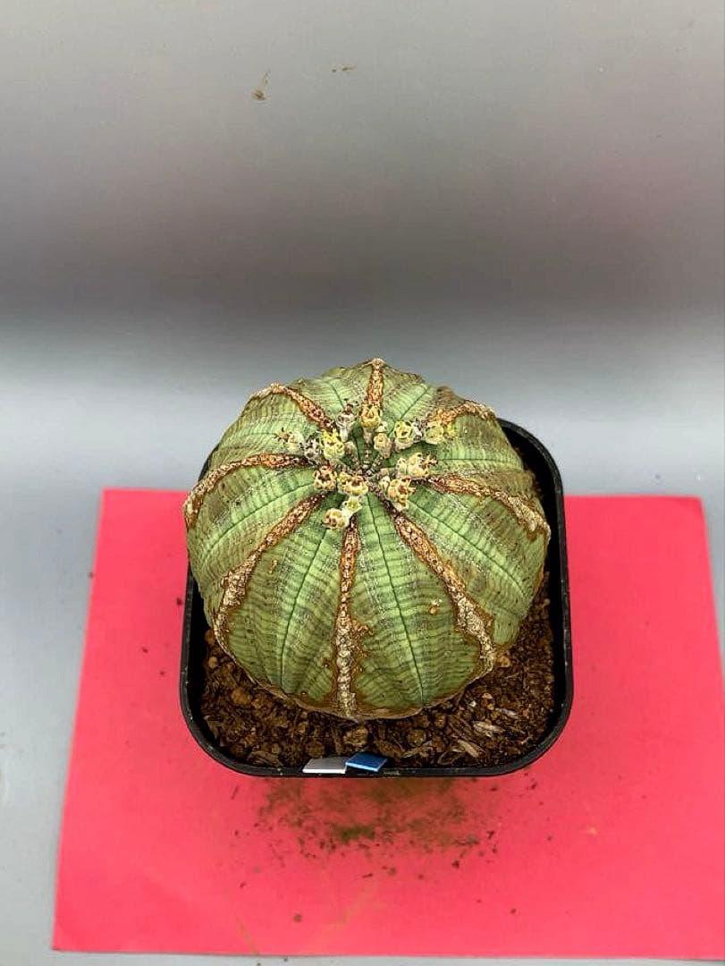 《3号WB》ユーフォルビア　オールド　オベサ　雌株