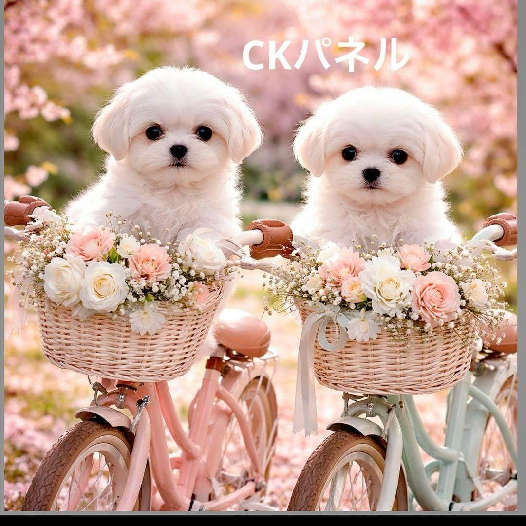 激レアサイクリングチワワ、ポメラニアン、柴犬、マルチーズ、パグ、トイプーパネル