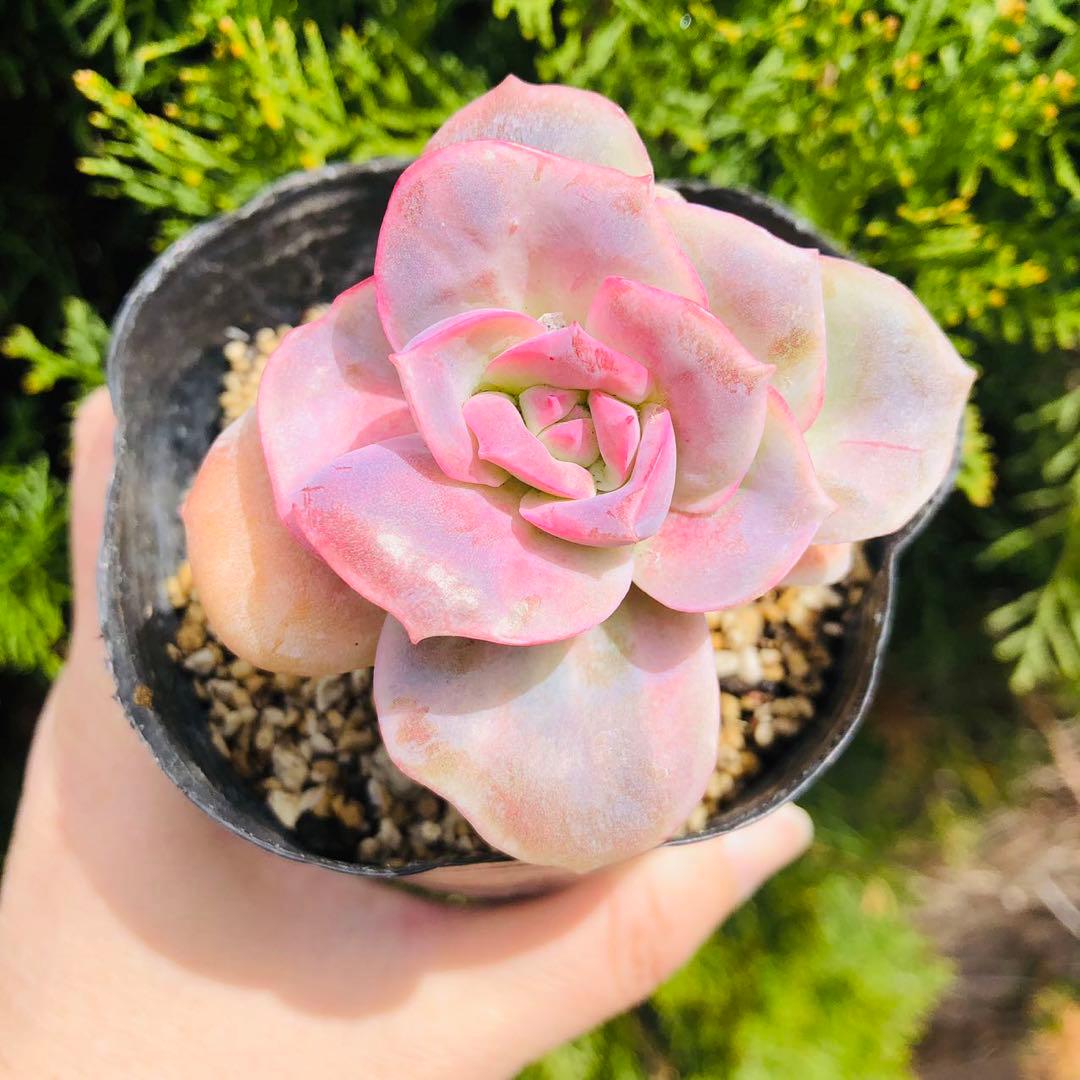 ピンクラブリーローズ エケベリア 多肉植物 - メルカリ