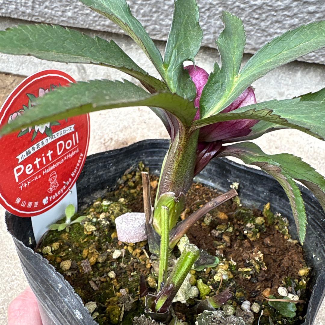 横山園芸 クリスマスローズ プチドール ポットごと発送 小輪多花系