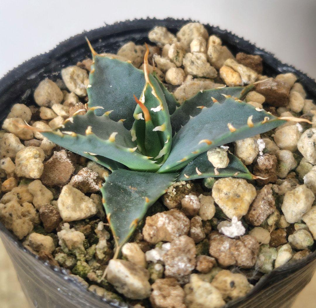 アガベ ユタエンシス エボリスピナ 実生 30 - メルカリ